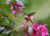 Scintillant Hummingbird