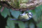 Blue Tit