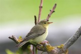 Icterine Warbler  Shetland