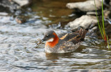 Red-necked Phalarope  Shetland