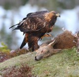 Golden Eagle  Norway