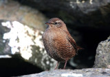 Wren  Mainland