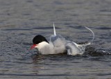 Artic Tern  Mainland