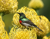 Southern Double-collard Sunbird