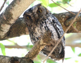 African Scops Owl  South Africa