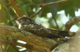 Indian Nightjar   Goa