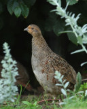 Grey Partridge