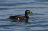 Velvet Scoter  Lothian