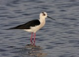 Black-winged Stilt  Lesvos