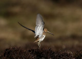 Snipe  Shetland