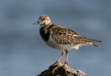 Ruddy Turnstone  Florida