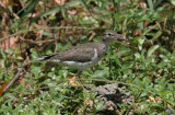 Spotted Sandpiper  Tobago