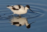 Avocet  Porugal