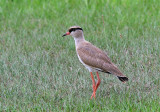 Crowned Lapwing  South Africa