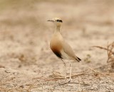 Temmicks Courser  Gambia