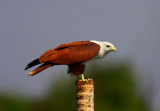 Brahminy Kite  Goa