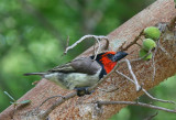 Black-colllared Barbet