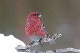 Pine Grosbeak   Finland