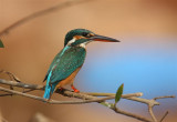 Kingfisher  Goa