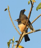 Jungle Myna-Rosy Starling  Goa