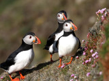 Puffin  Mainland