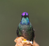 Magnificent Hummingbird