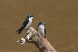 Mangrove Swallow