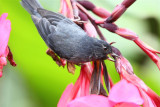 Flowerpiercer