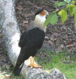 Crested Caracara   Florida