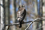 Red-shoulderd Hawk.  Florida