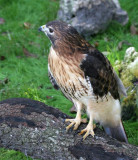 Red-tailed Hawk. Florida