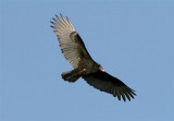 Turkey Vulture  Florida