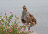 Grey Partridge