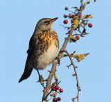 Fieldfare