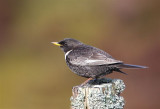 Ring Ouzel