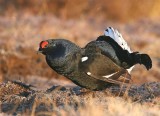 Black Grouse