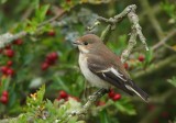 Pied Flycatcher