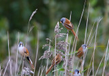 Bearded Tit