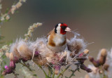 Goldfinch