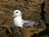 Fulmar