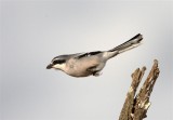 Southern Grey Shrike  Spain