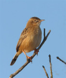 Zitting Cisticola  Spain