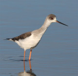 Black-winged Stilt  Portugal