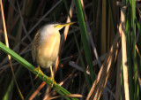 Little Bittern  Portugal