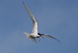 Artic Tern