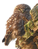 Little Owl  Spain