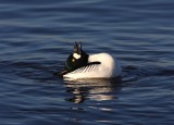 Goldeneye Display