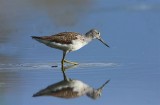 Greenshank