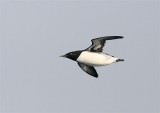 Guillemot