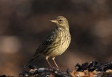 Rock Pipit